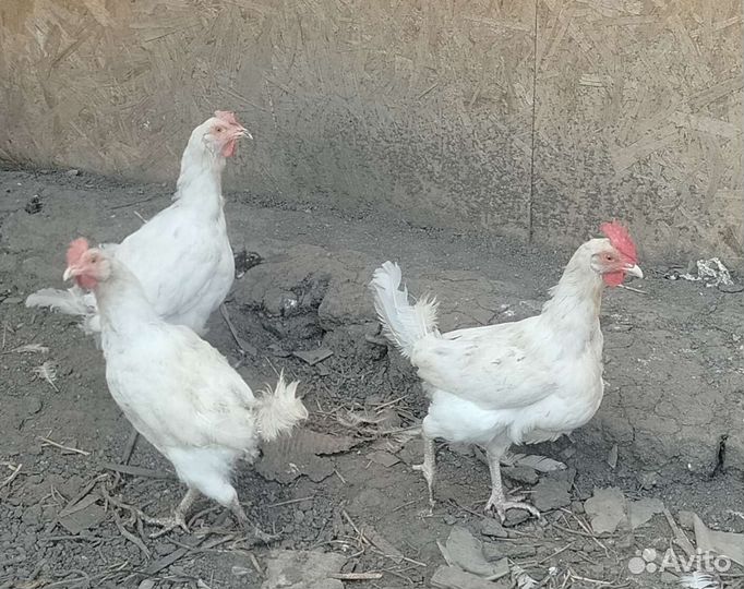 Куры несушки