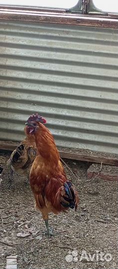 Лакеданзи петух