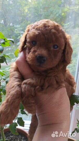 Девицы-Красавицы