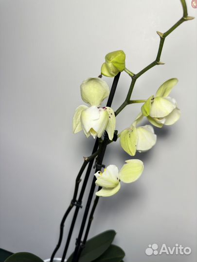 Орхидея фаленопсис пелорик