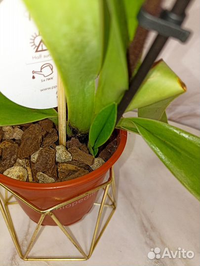 Орхидея башмачок Paphiopedilum Leanum