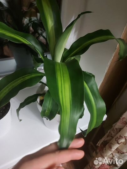 Драцена Массанжеана