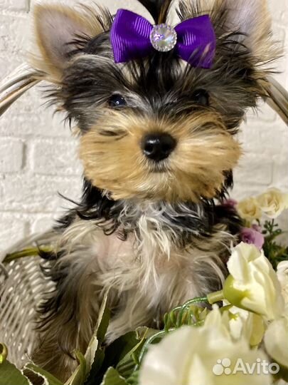 Йоркширский терьер