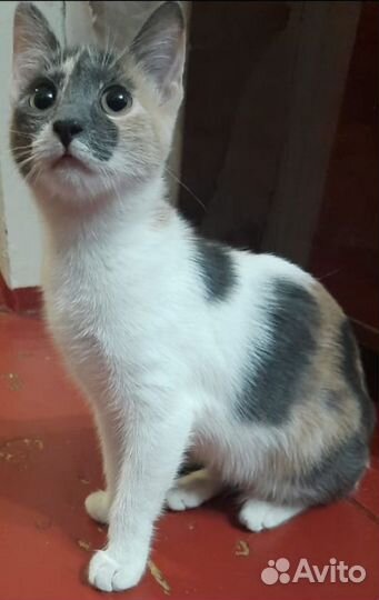 Отдам котёнка в добрые руки