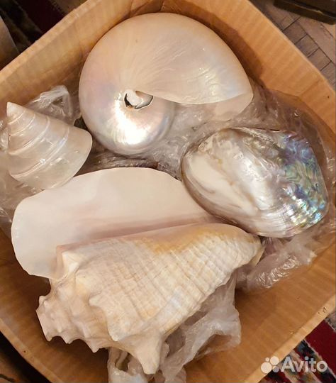 Морские раковины