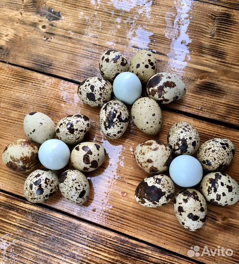 Яйцо инкубационное перепелов разных пород