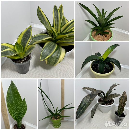 Сансевиерии сортовые