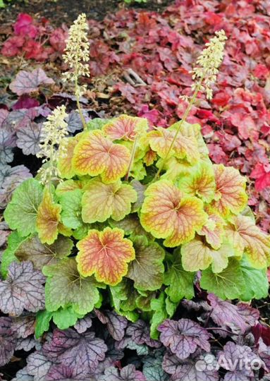 Гейхера, живучка