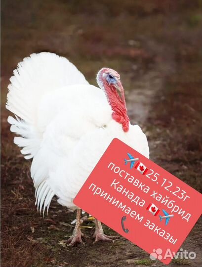 Инкубационное яйцо