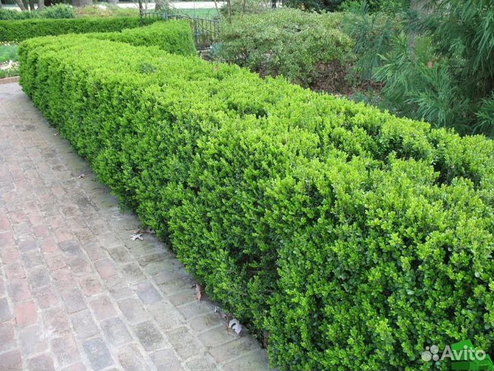 Живая изгородь