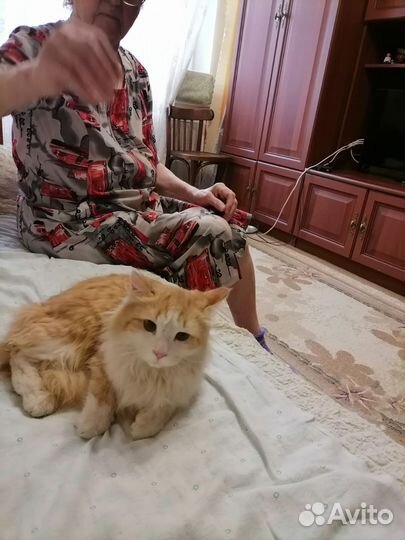 Молоденький котик