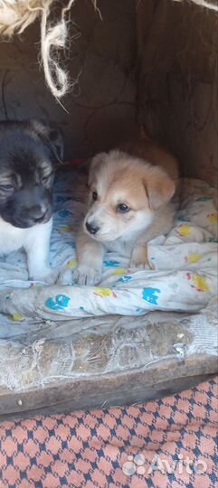 Щенки лайки