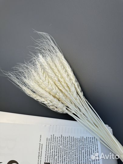 Сухоцветы пшеница