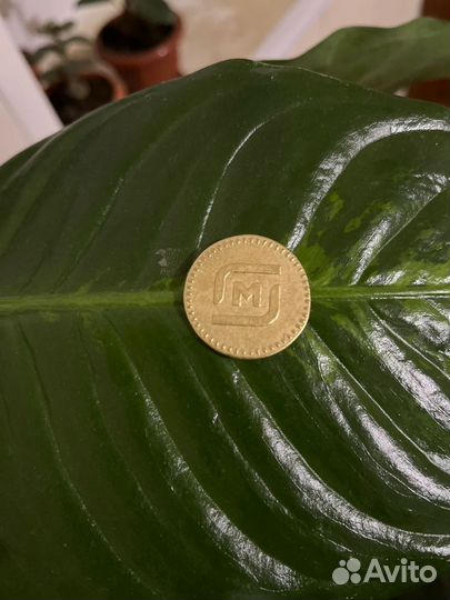 Золото магнитного моря