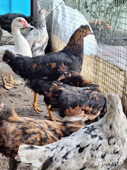 Молодые домашние петухи