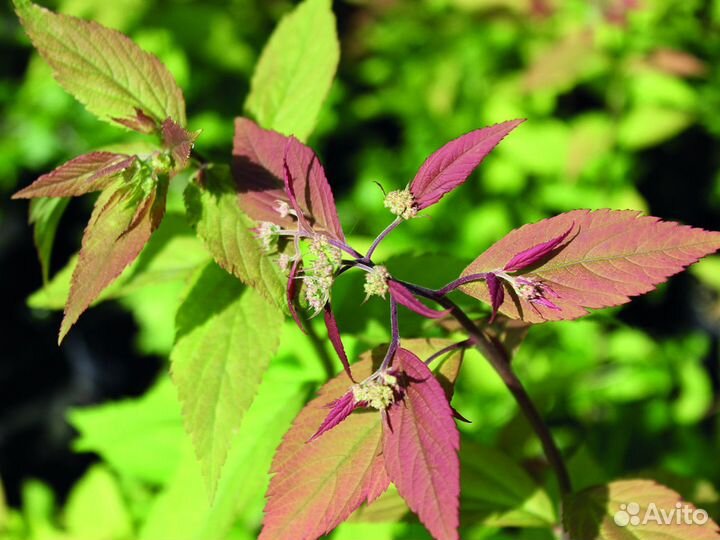 Спирея японская 