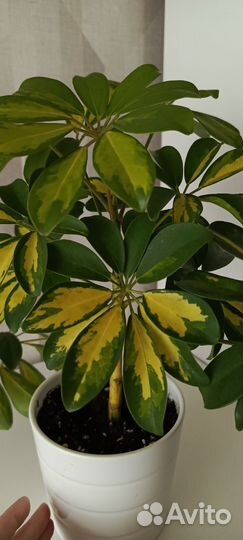 Шефлера вариегатная