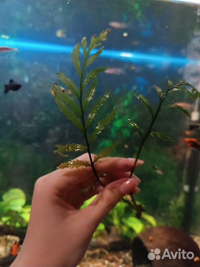 Аквариумные растения папоротник