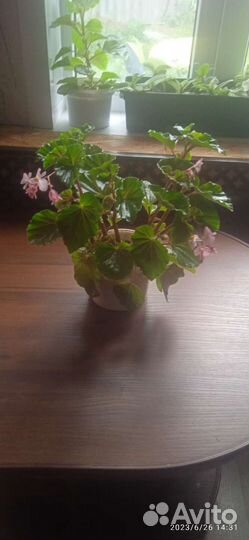 Традесканция