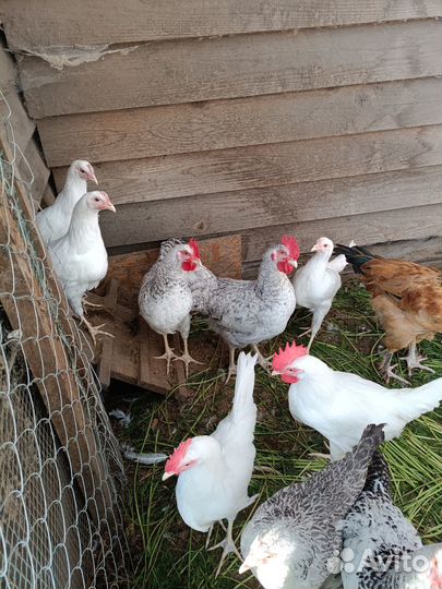 Молодые петушки