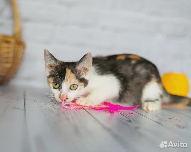 Трехцветный котенок - счастье в дом бесплатно