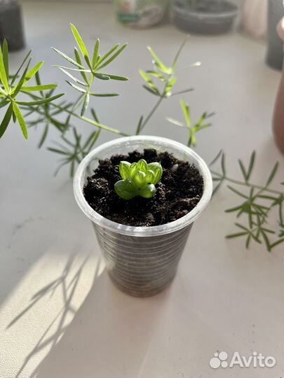 Хавортия купера