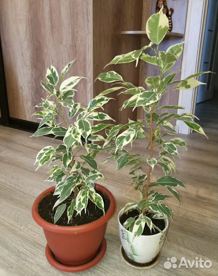 Комнатные растения