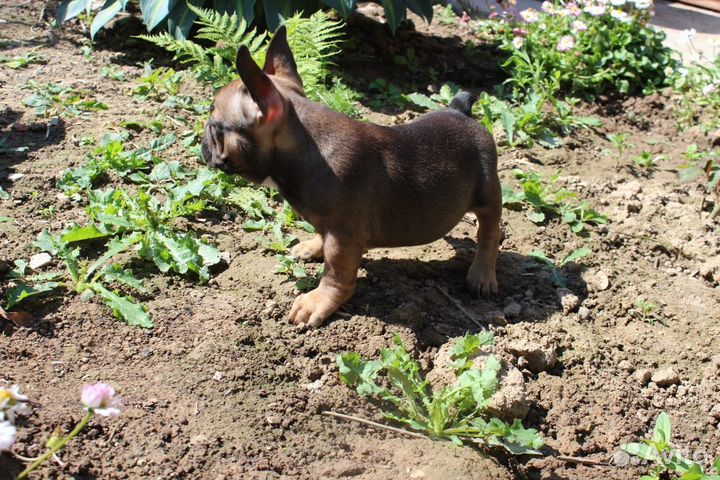 Французский бульдог щенки