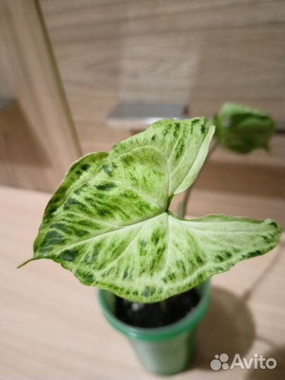 Сингониумы сортовые с хорошей генетикой