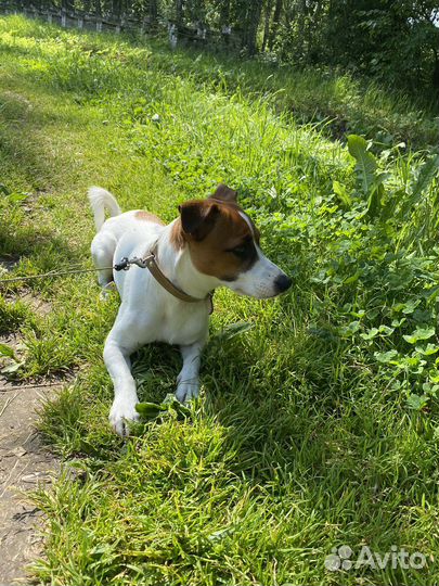 Вязка джек Рассел терьер