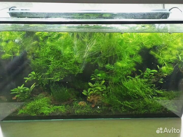 Аквариумные креветки бабаулти