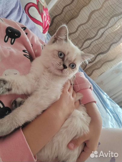 Шотландская кошечка окрас Блю поинт