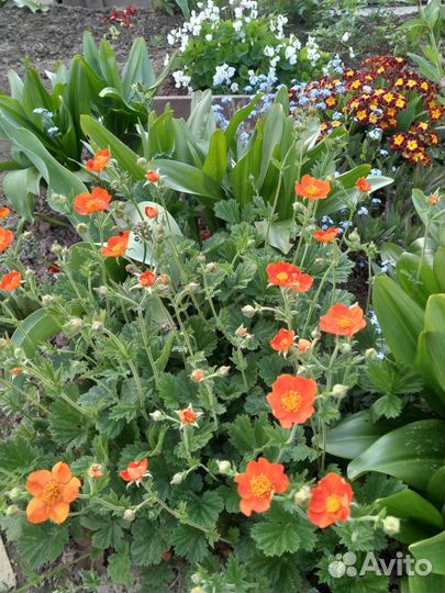 Цветы для сада