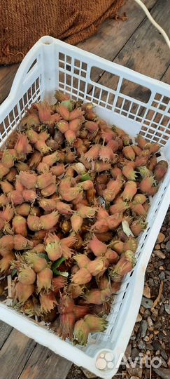 Орех Фундук Лещина сортовой садовый краснолистный