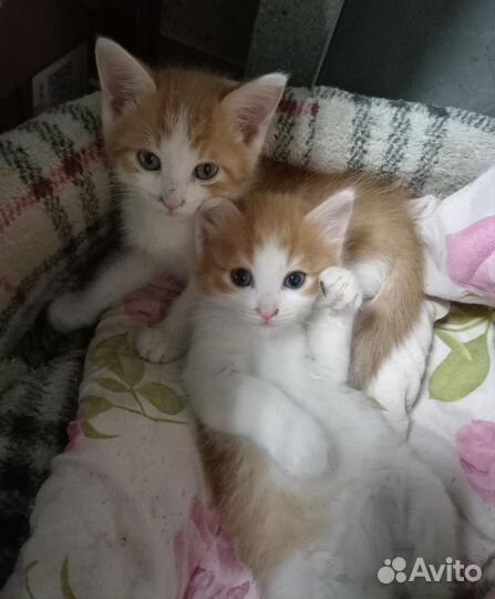 Сибирская кошка бесплатно