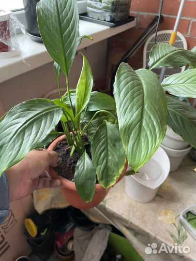 Спатифиллум, Женское счастье, комнатное растение