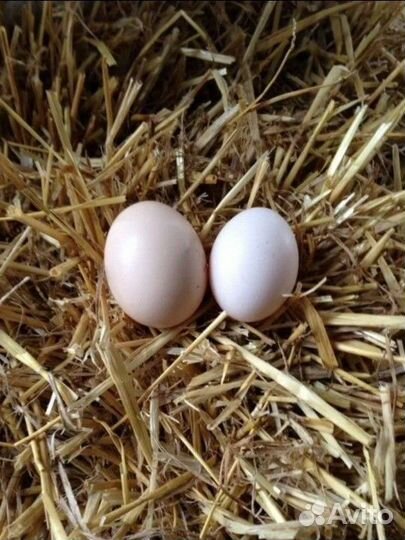 Яйцо карликовых кур, инкубационное