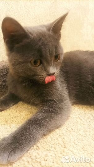 Котенок в добрые руки