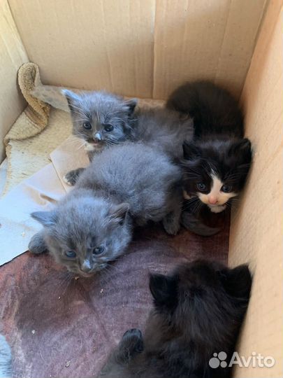 Котята в добрые руки даром