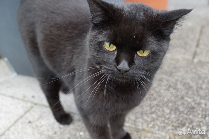 Кот мальчик черный бесплатно
