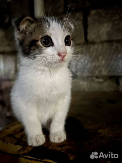 Котенок в добрые руки