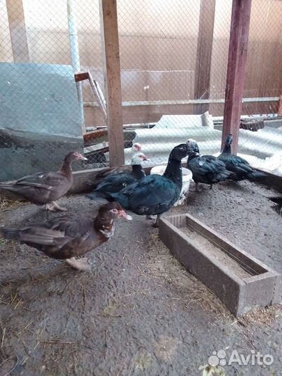 Инкубационное яйцо индоутки