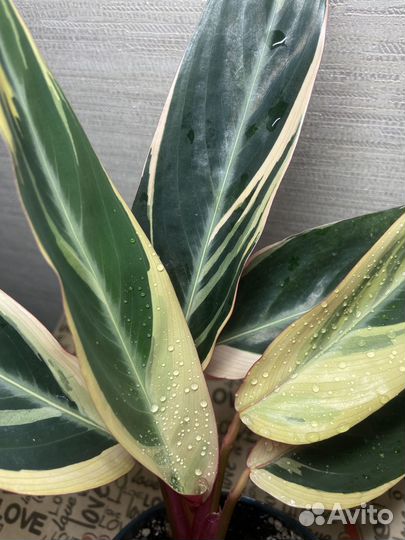 Хойя,строманта,эпипренум,Лудизия,аспарагус