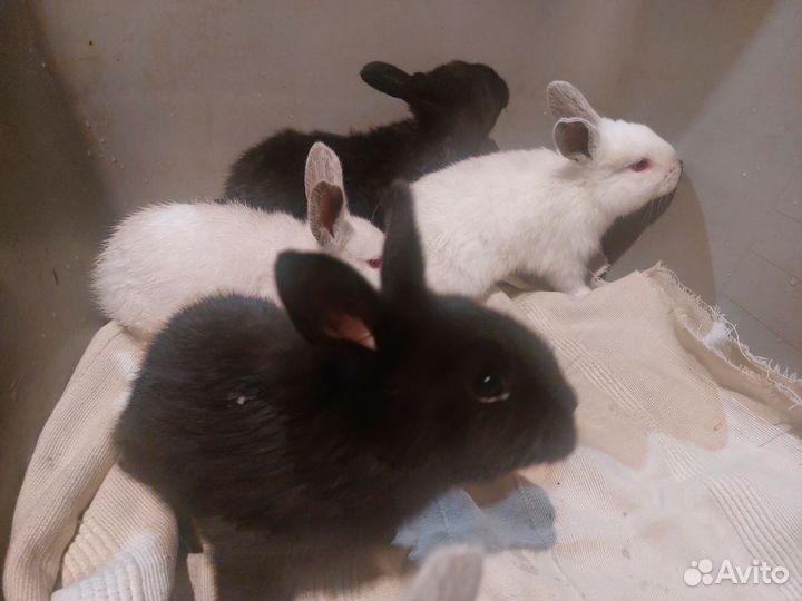 Калифорнийские кролики