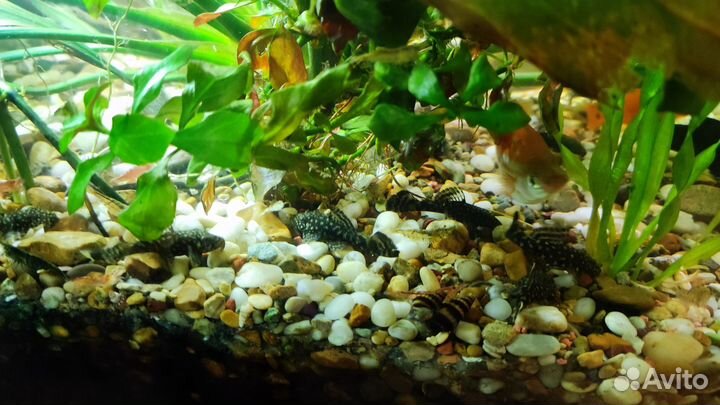 Сомики анциструсы, хелена