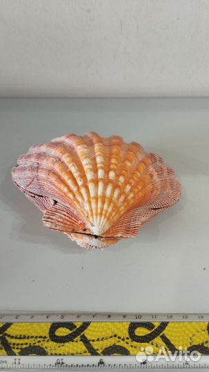 Морская Раковина гребень 