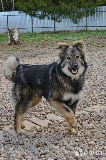 Милая собачка Ириска ждет родителей