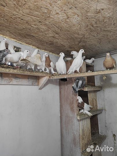 Продажа голубей