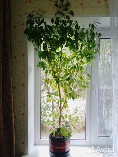 Фикус большой 120 см