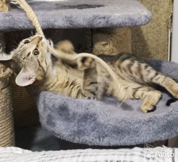 Полосатая кошка
